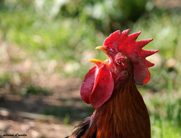 vol gallo canta